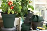 green basics kweekpot 11cm blad groen
